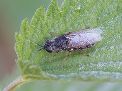 Odontomyia tigrina