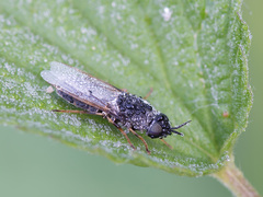Odontomyia tigrina