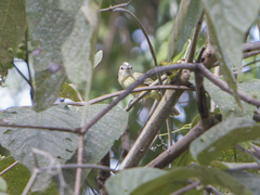 Myiopagis gaimardii