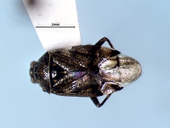 Deraeocoris laricicola