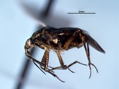 Deraeocoris laricicola