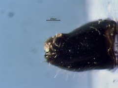 Deraeocoris laricicola