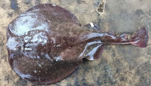 Ringed torpedo (Torpedo mackayana) — Torpedinidae — 2