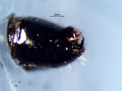 Deraeocoris laricicola