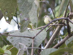 Myiopagis gaimardii