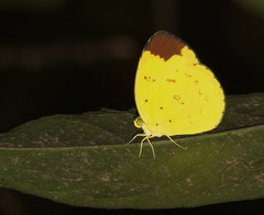 Eurema sari