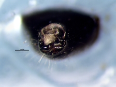 Deraeocoris laricicola