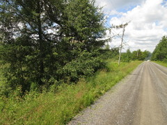 Deraeocoris laricicola