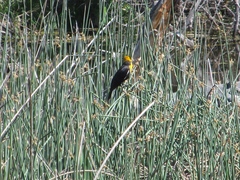 Xanthocephalus xanthocephalus