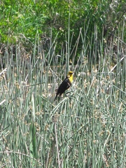 Xanthocephalus xanthocephalus