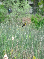 Xanthocephalus xanthocephalus