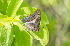 Charaxes saturnus saturnus