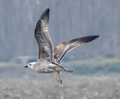Caspian Gull