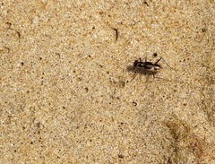Hypaetha biramosa