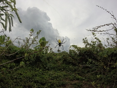 Trichonephila turneri