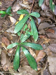Rhoicissus digitata