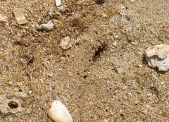 Hypaetha biramosa