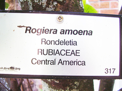 Rogiera amoena