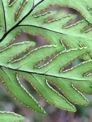 Doryopteris concolor