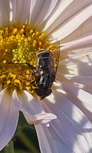 Unknown species found near Norfolk, VA 23518, USA