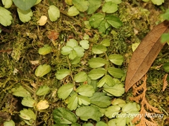 Elatostema obtusum trilobulatum