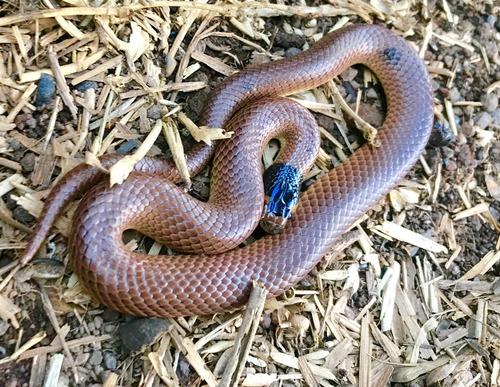 Whip Hooded Snake sighting