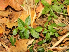 Mercurialis leiocarpa