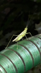 Phlugis ocraceovittata