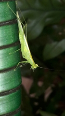 Phlugis ocraceovittata