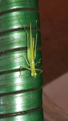 Phlugis ocraceovittata