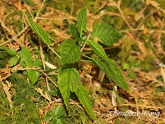 Mercurialis leiocarpa