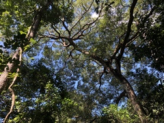 Hymenaea courbaril