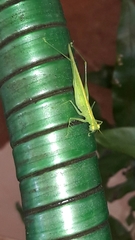 Phlugis ocraceovittata