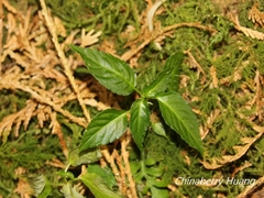 Mercurialis leiocarpa