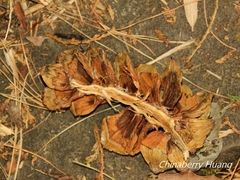 Pinus armandi mastersiana