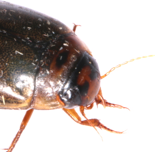 Cosmopolitan Diving Beetle, photo 5 of 10