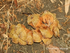 Pinus armandi mastersiana