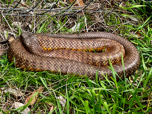 Tiger Snake sighting