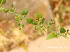Prinsepia scandens