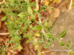 Prinsepia scandens