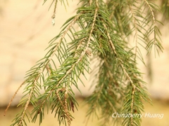 Picea morrisonicola