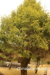 Picea morrisonicola