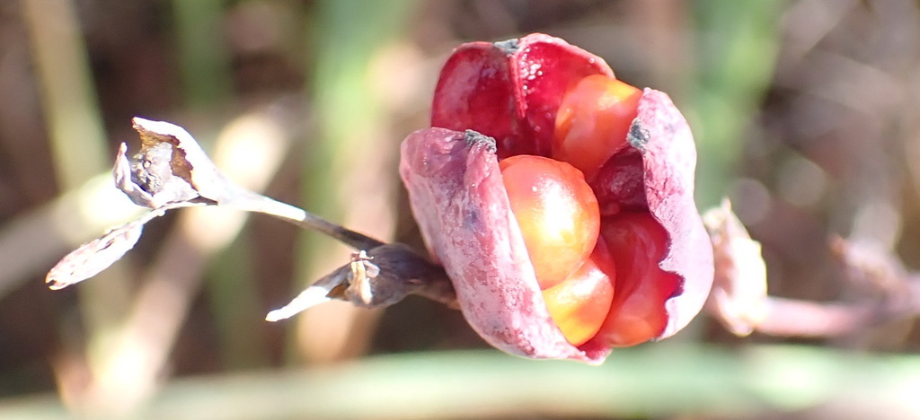 Chasmanthe aethiopica, Sedgefield, 6573, South Africa, by nicky