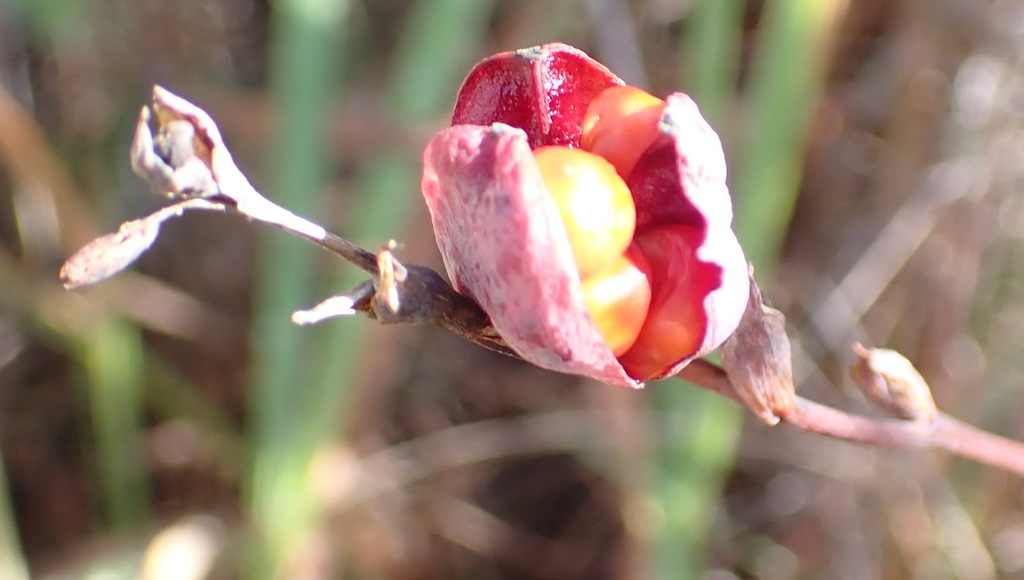 Chasmanthe aethiopica, Sedgefield, 6573, South Africa, by nicky
