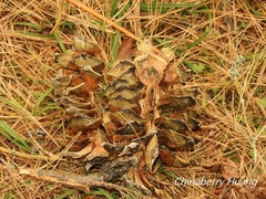 Pinus armandi mastersiana