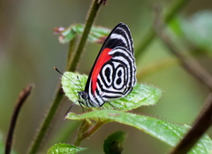 Diaethria clymena