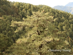 Pinus armandi mastersiana