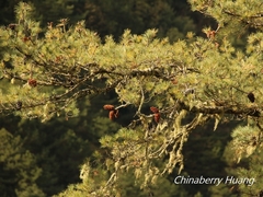 Pinus armandi mastersiana
