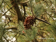 Pinus armandi mastersiana
