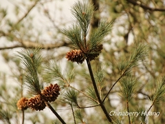 Pinus armandi mastersiana